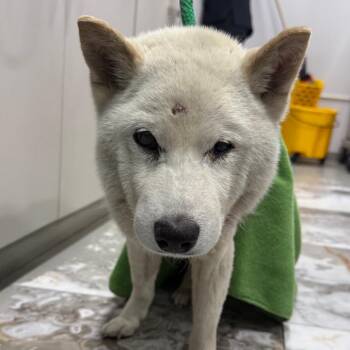 Despereaux -  Shiba Inu Dog for Adoption in Newark, New Jersey - Despereaux | PetCurious