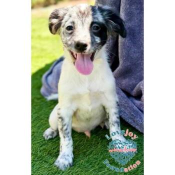 Australian Cattle Dog Blue Heeler and Terrier Dogs Available for Adoption in Inglewood, California - Legend | PetCurious