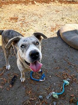CHANEL -  Pit Bull Terrier and Mixed Breed Dog for Adoption in Chula Vista, California - CHANEL | PetCurious