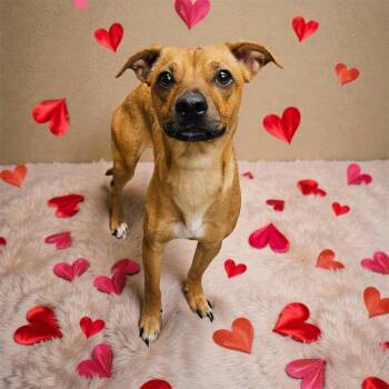 Chihuahua and Basenji Dogs Available for Adoption - Minnie May | PetCurious