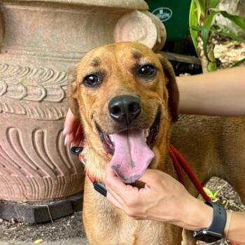 Harley (20260917-01) -  Mixed Breed Dog for Adoption in Niagara Falls, Ontario - Harley (20260917-01) | PetCurious