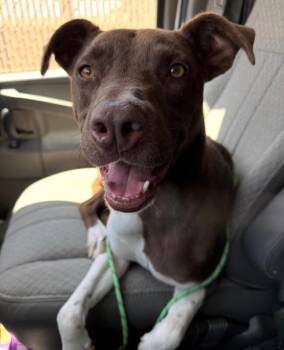 Axel -  Pit Bull Terrier and Mixed Breed Dog for Adoption in Los Angeles, California - Axel | PetCurious