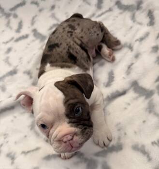 Jelly Bean Lancelot -  French Bulldog Dog for Adoption in Las Vegas, Nevada - Jelly Bean Lancelot | PetCurious