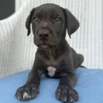 Maverick -  Labrador Retriever and Weimaraner Dog for Adoption - Maverick | PetCurious