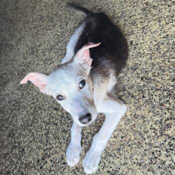 Judy -  Mixed Breed Dog for Adoption in Buffalo, Minnesota - Judy | PetCurious