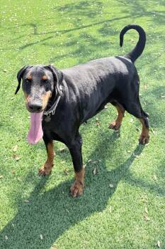 Doberman Pinscher Dogs Available for Adoption - Kim 3527 | PetCurious