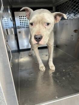 Rescue Pit Bull Terrier and Mixed Breed Dogs for Adoption in Fort Worth, Texas - Snow | PetCurious
