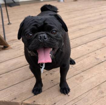 Pug Dogs Available for Adoption in Benton, Kansas - Louis | PetCurious