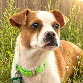 Chihuahua Dogs Available for Adoption in Boerne, Texas - Nico | PetCurious
