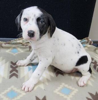 Dalmatian Dogs Available for Adoption in Neillsville, Wisconsin - Patch | PetCurious