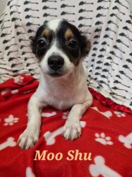 Moo Shu -  Chihuahua Dog for Adoption in Clinton, South Carolina - Moo Shu | PetCurious