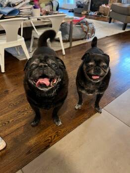 Chloe and Wilma -  Pug Dog for Adoption in Tenafly, New Jersey - Chloe And Wilma | PetCurious