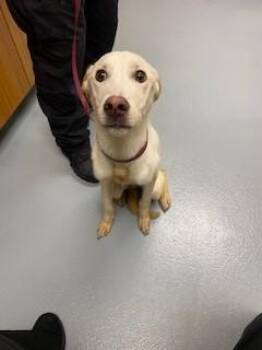 RACCOON -  Labrador Retriever Dog for Adoption in St. Cloud, Florida - RACCOON | PetCurious