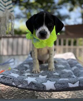 Bruiser -  Border Collie and Dalmatian Dog for Adoption - Bruiser | PetCurious