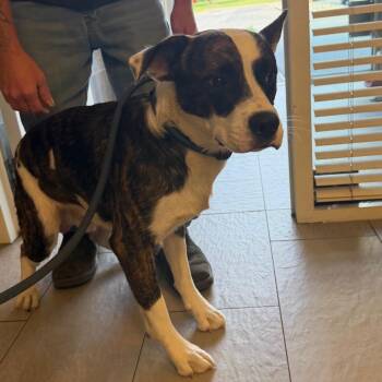 Turbo (In Foster) -  Husky and Pit Bull Terrier Dog for Adoption in Newark, New Jersey - Turbo (In Foster) | PetCurious
