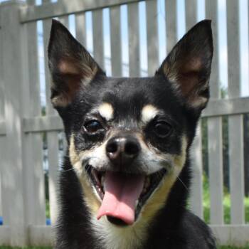 Rescue Chihuahua Dogs for Adoption in Auburn, Nebraska - Bix | PetCurious