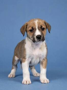 Georgia -  Mixed Breed Dog for Adoption in Gulfport, Mississippi - Georgia | PetCurious