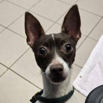 Tyko -  Chihuahua Dog for Adoption in Philadelphia, Pennsylvania - Tyko | PetCurious