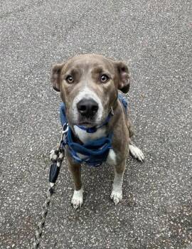 Peter Pan (Peter Pan Litter) -  Terrier and Mountain Cur Dog for Adoption in Holly Springs, North Carolina - Peter Pan (Peter Pan Litter) | PetCurious