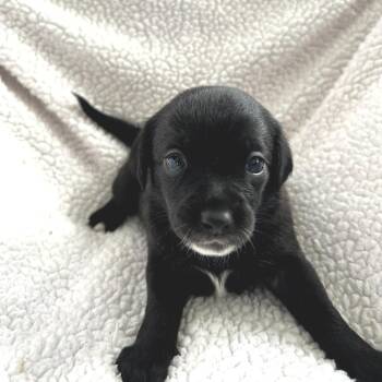 Mixed Breed Dogs Available for Adoption in Helena, Alabama - Margaret | PetCurious