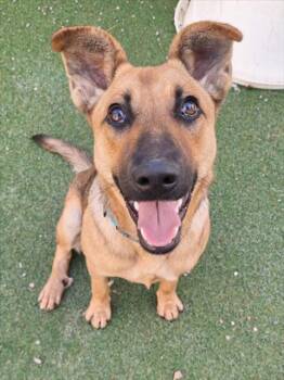 Rescue German Shepherd Dog Dogs for Adoption in Woodland, California - *ARUGULA | PetCurious