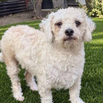 Coconut -  Poodle Dog for Adoption in Newport Beach, California - Coconut | PetCurious