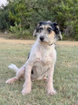 Hope -  Terrier Dog for Adoption in Helotes, Texas - Hope | PetCurious