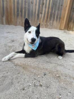 Calypso -  Collie and Mixed Breed Dog for Adoption in Muskegon, Michigan - Calypso | PetCurious