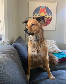 Rescue Shepherd and Labrador Retriever Dogs for Adoption in Toronto, Ontario - AVI | PetCurious