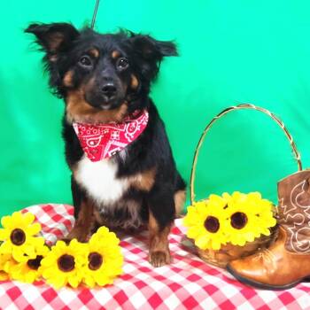 Dachshund and Mixed Breed Dogs Available for Adoption in Melbourne, Kentucky - NKY-Stray-290 | PetCurious