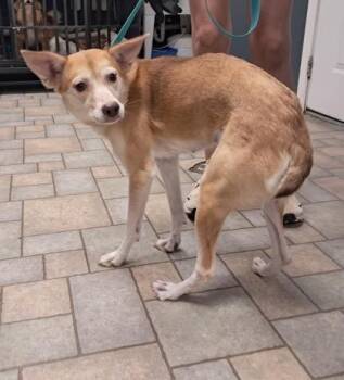 Sadie -  Husky Dog for Adoption in Hollister, Missouri - Sadie | PetCurious