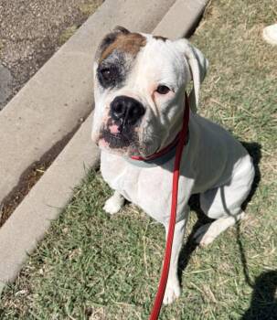 Boxer Dogs Available for Adoption in Denver, Colorado - Firefly | PetCurious