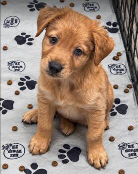 Ernest - NY -  Australian Cattle Dog Blue Heeler Dog for Adoption in VERNON ROCKVL, Connecticut - Ernest - NY | PetCurious