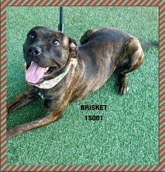 Rescue Pit Bull Terrier Dogs for Adoption in Marietta, Georgia - Brisket(78) | PetCurious