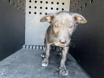 PARKER -  Chihuahua Dog for Adoption in Tustin, California - PARKER | PetCurious