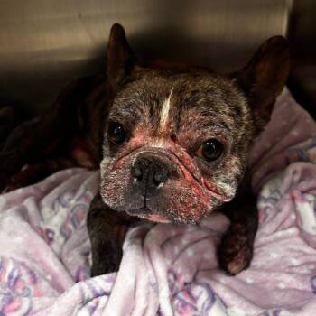 Eric the Red -  French Bulldog Dog for Adoption in Northbrook, Illinois - Eric The Red | PetCurious