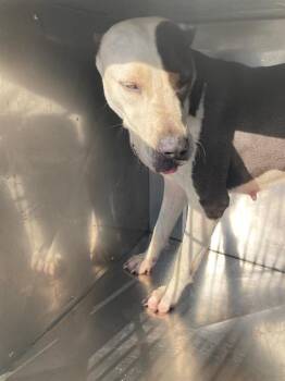 NAVY -  Pit Bull Terrier Dog for Adoption in Dallas, Texas - NAVY | PetCurious