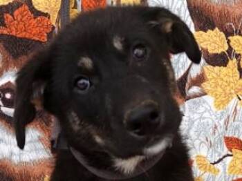 Rescue German Shepherd Dog and Cattle Dog Dogs for Adoption in Butte, Montana - Tim | PetCurious