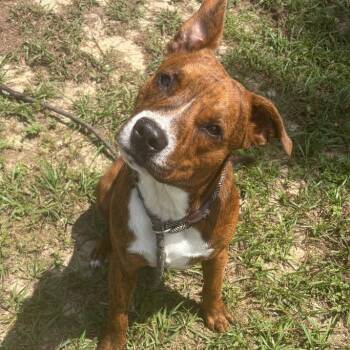Beaver -  Mixed Breed Dog for Adoption in Milton, Florida - Beaver | PetCurious