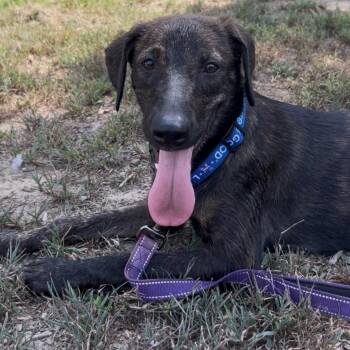 Jezebel -  German Shepherd Dog Dog for Adoption in Queen City, Texas - Jezebel | PetCurious