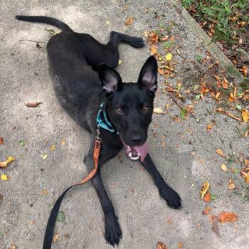 Raven -  Black Labrador Retriever and Mixed Breed Dog for Adoption - Raven | PetCurious
