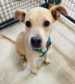 Mixed Breed Dogs Available for Adoption in St. Augustine, Florida - Sandy | PetCurious