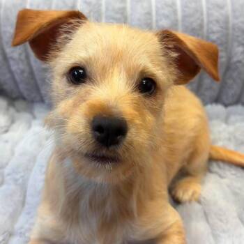 Serenity -  Yorkshire Terrier Dog for Adoption in Valparaiso, Indiana - Serenity | PetCurious