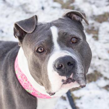 Mixed Breed Dogs Available for Adoption - Beau | PetCurious