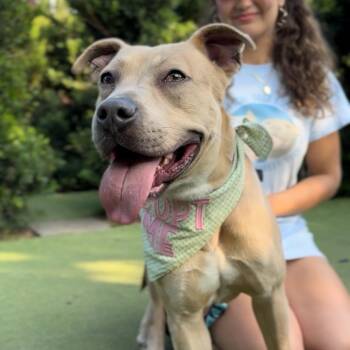 Rescue American Bulldog and American Staffordshire Terrier Dogs for Adoption in Houston, Texas - Harley | PetCurious