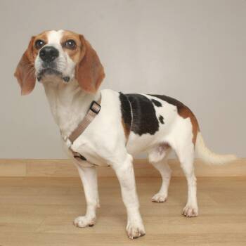 Indiana Bones D71752 -  Beagle and Mixed Breed Dog for Adoption in Minnetonka, Minnesota - Indiana Bones D71752 | PetCurious