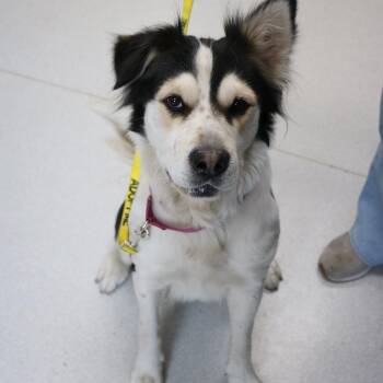 Cashmere -  Australian Shepherd Dog for Adoption in La Grande, Oregon - Cashmere | PetCurious