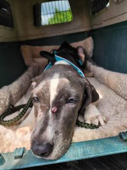 Casey -  Coonhound and Pit Bull Terrier Dog for Adoption in Hortense, Georgia - Casey | PetCurious