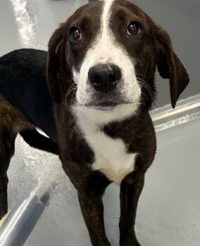 Affenpinscher Dogs Available for Adoption in Hartsville, South Carolina - Aaron | PetCurious