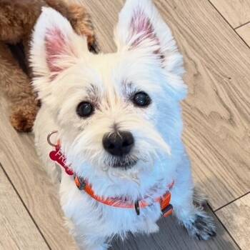 Rescue West Highland White Terrier Westie Dogs for Adoption in Jacksonville, Florida - Fred The Westie (Female) | PetCurious